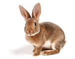 bunny bunny